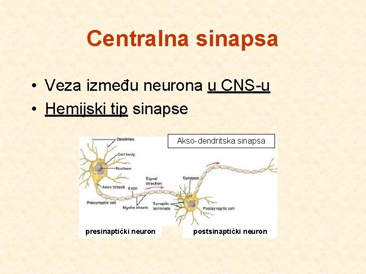 Centralna sinapsa • Veza između neurona u CNS-u • Hemijski tip sinapse Akso-dendritska sinapsa
