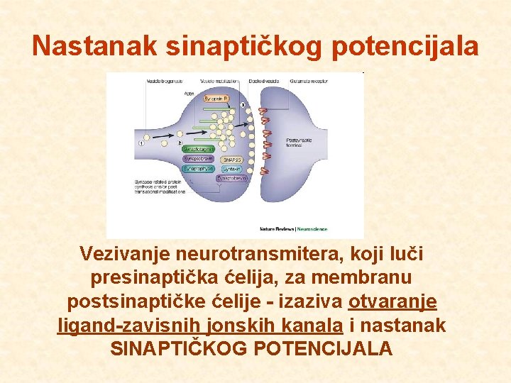 Nastanak sinaptičkog potencijala Vezivanje neurotransmitera, koji luči presinaptička ćelija, za membranu postsinaptičke ćelije -