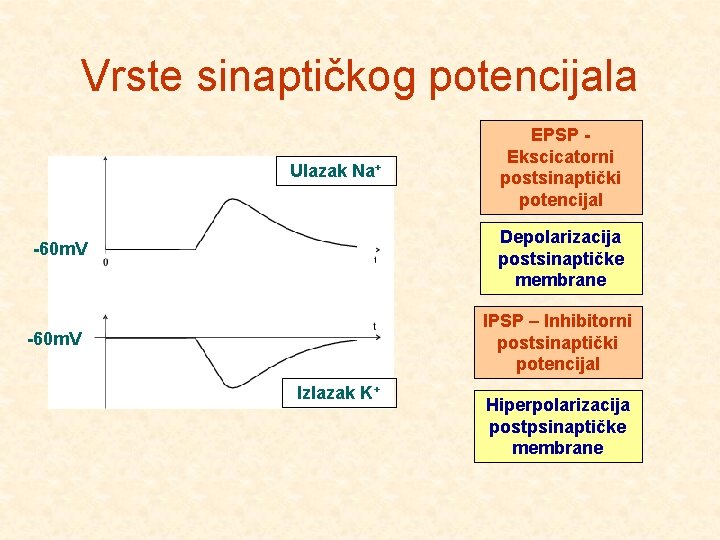 Vrste sinaptičkog potencijala Ulazak Na+ EPSP Ekscicatorni postsinaptički potencijal Depolarizacija postsinaptičke membrane -60 m.