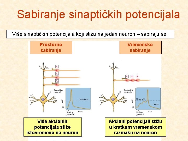 Sabiranje sinaptičkih potencijala Više sinaptičkih potencijala koji stižu na jedan neuron – sabiraju se.