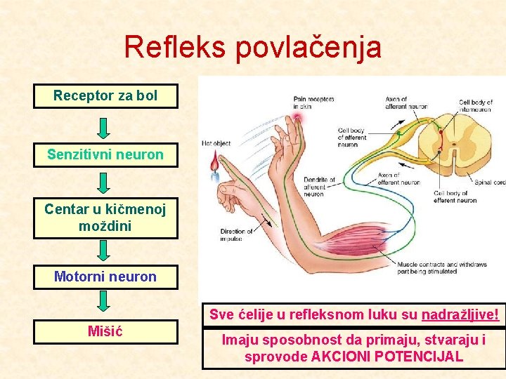 Refleks povlačenja Receptor za bol Senzitivni neuron Centar u kičmenoj moždini Motorni neuron Sve