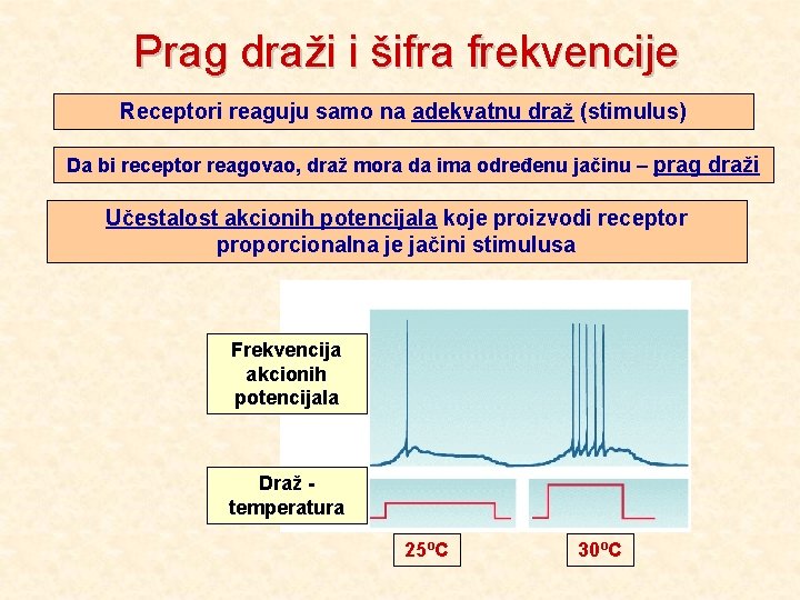 Prag draži i šifra frekvencije Receptori reaguju samo na adekvatnu draž (stimulus) Da bi