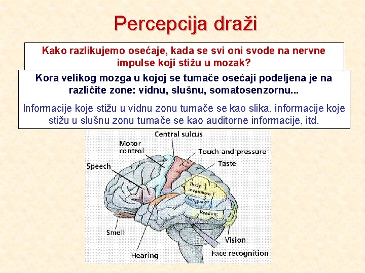 Percepcija draži Kako razlikujemo osećaje, kada se svi oni svode na nervne impulse koji