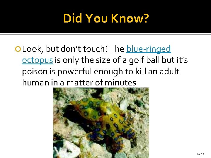 Did You Know? Look, but don’t touch! The blue-ringed octopus is only the size