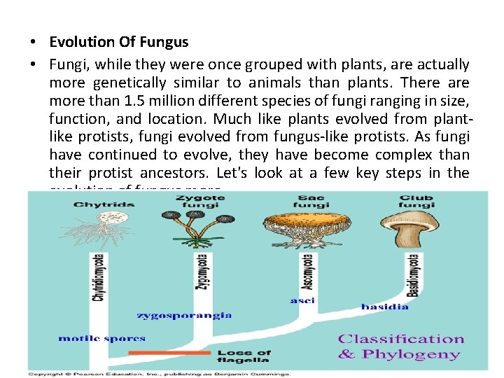  • Evolution Of Fungus • Fungi, while they were once grouped with plants,