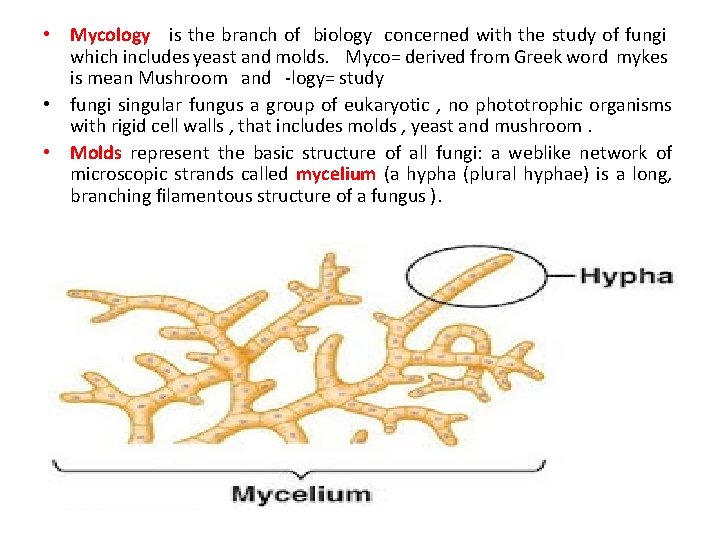  • Mycology is the branch of biology concerned with the study of fungi