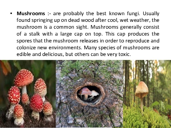  • Mushrooms : - are probably the best known fungi. Usually found springing