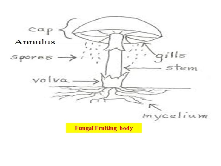 Fungal Fruiting body 