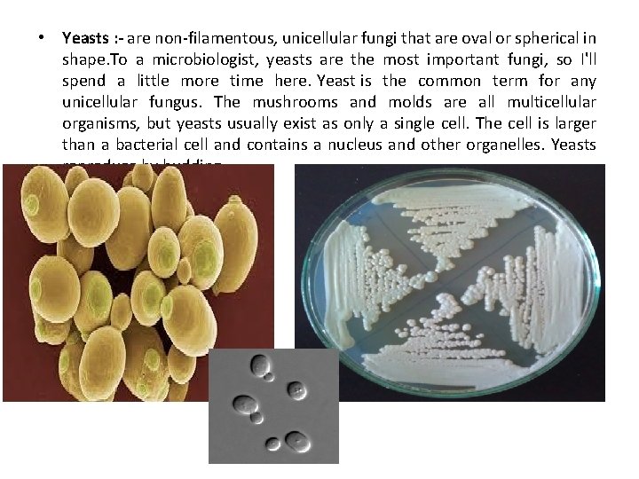 • Yeasts : - are non-filamentous, unicellular fungi that are oval or spherical
