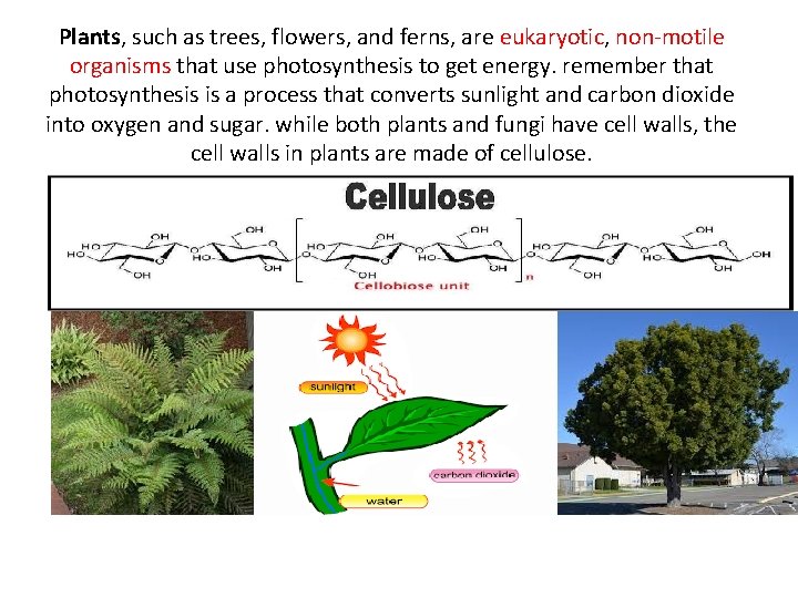 Plants, such as trees, flowers, and ferns, are eukaryotic, non-motile organisms that use photosynthesis