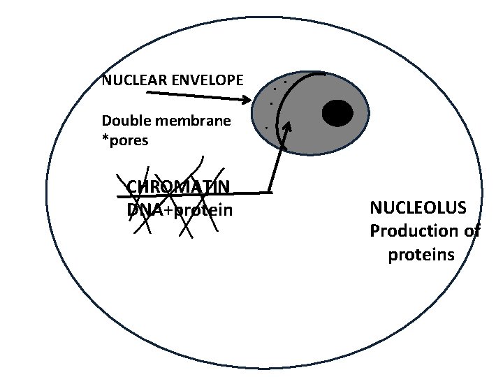 NUCLEAR ENVELOPE Double membrane *pores CHROMATIN DNA+protein NUCLEOLUS Production of proteins 