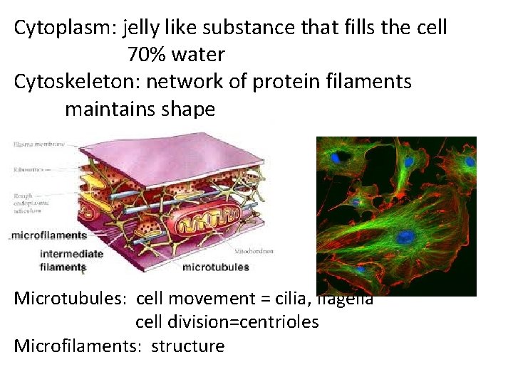 Cytoplasm: jelly like substance that fills the cell 70% water Cytoskeleton: network of protein