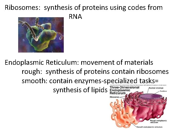 Ribosomes: synthesis of proteins using codes from RNA Endoplasmic Reticulum: movement of materials rough: