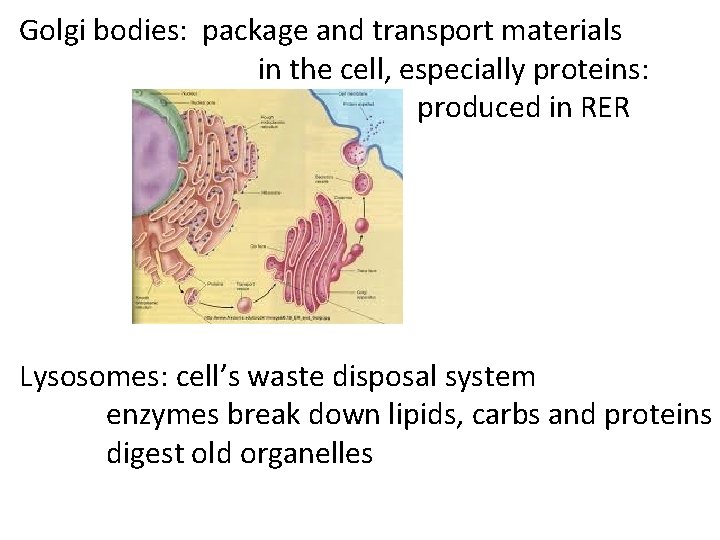 Golgi bodies: package and transport materials in the cell, especially proteins: produced in RER