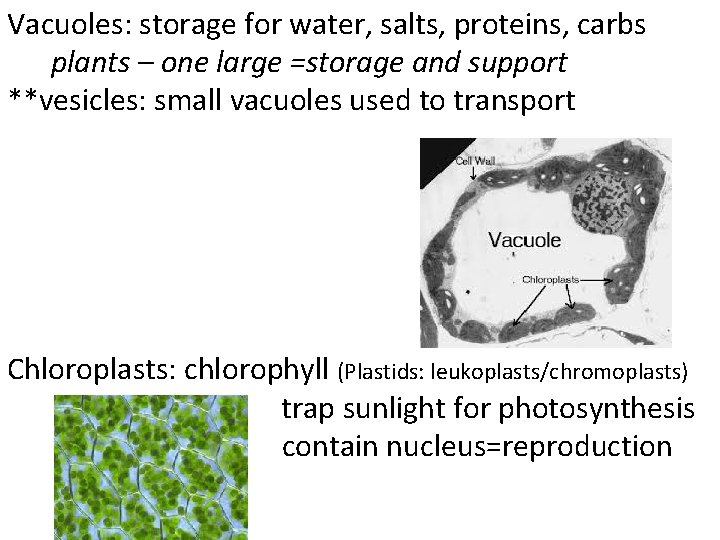 Vacuoles: storage for water, salts, proteins, carbs plants – one large =storage and support