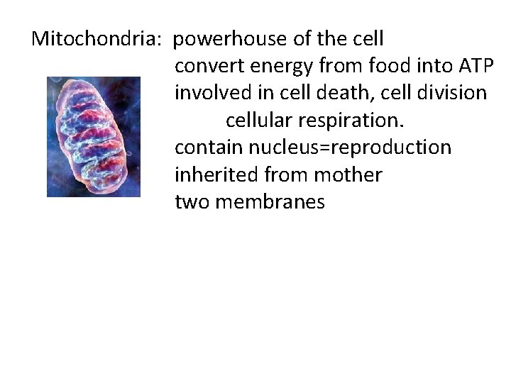 Mitochondria: powerhouse of the cell convert energy from food into ATP involved in cell