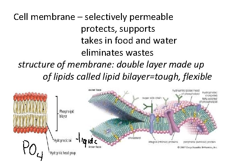 Cell membrane – selectively permeable protects, supports takes in food and water eliminates wastes