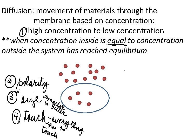 Diffusion: movement of materials through the membrane based on concentration: high concentration to low