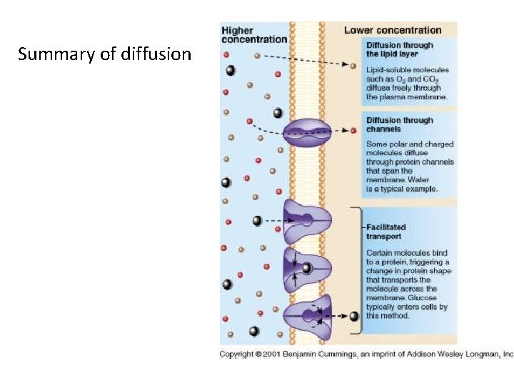 Summary of diffusion 