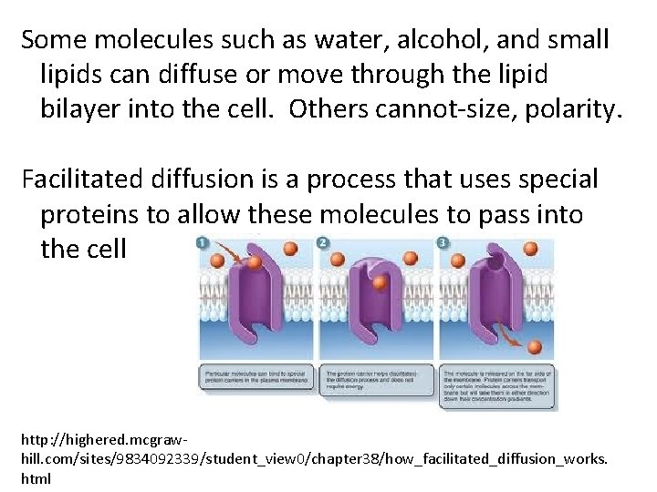 Some molecules such as water, alcohol, and small lipids can diffuse or move through