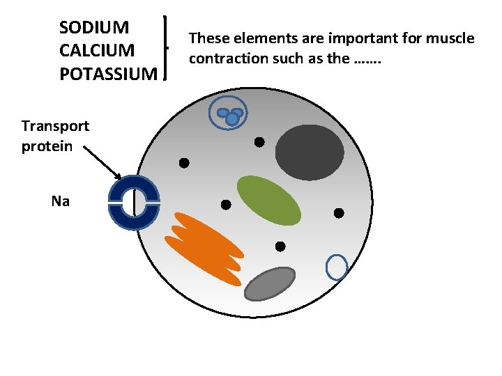 SODIUM CALCIUM POTASSIUM Transport protein Na These elements are important for muscle contraction such
