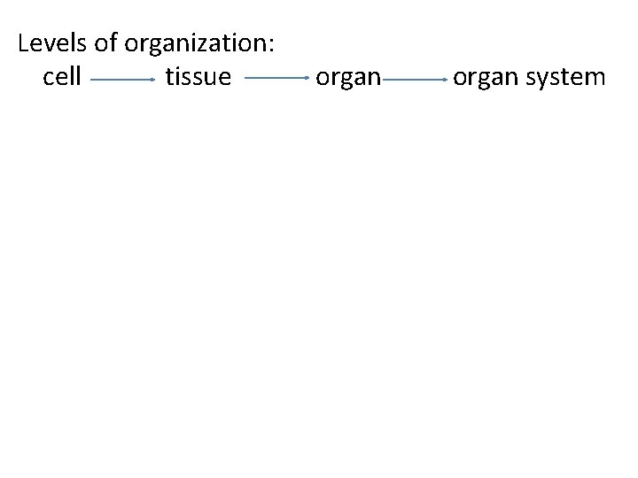 Levels of organization: cell tissue organ system 