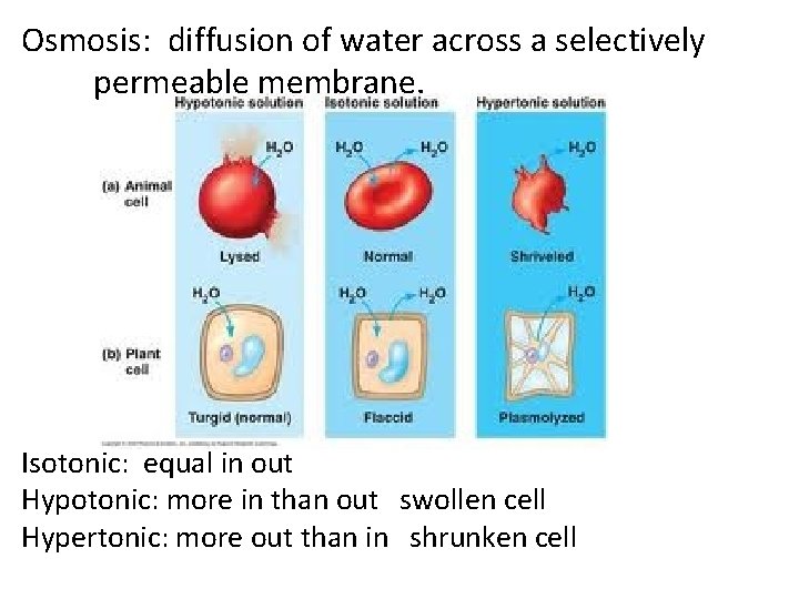 Osmosis: diffusion of water across a selectively permeable membrane. Isotonic: equal in out Hypotonic: