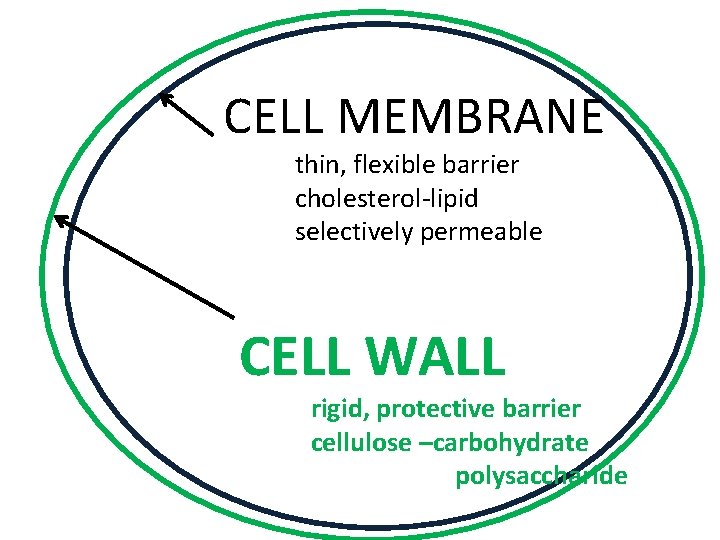 CELL MEMBRANE thin, flexible barrier cholesterol-lipid selectively permeable CELL WALL rigid, protective barrier cellulose