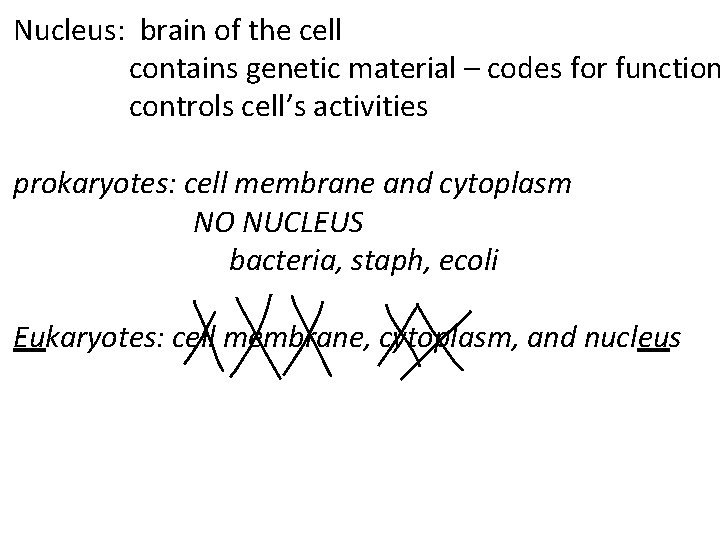 Nucleus: brain of the cell contains genetic material – codes for function controls cell’s