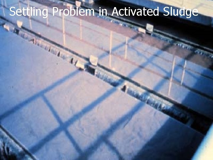 Settling Problem in Activated Sludge 