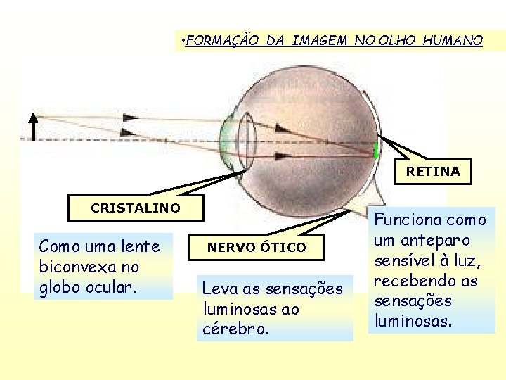  • FORMAÇÃO DA IMAGEM NO OLHO HUMANO RETINA CRISTALINO Como uma lente biconvexa