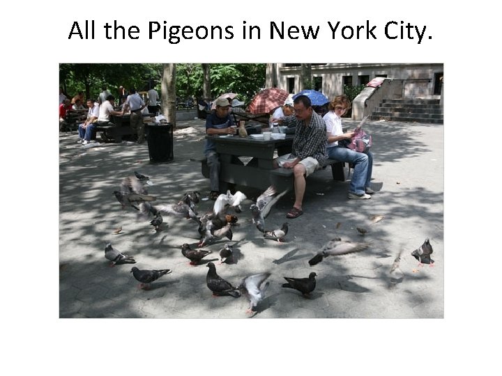 All the Pigeons in New York City. 