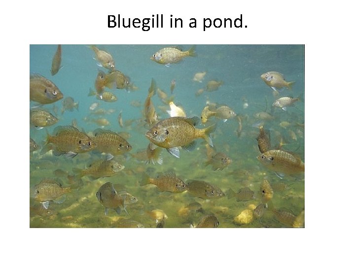 Bluegill in a pond. 