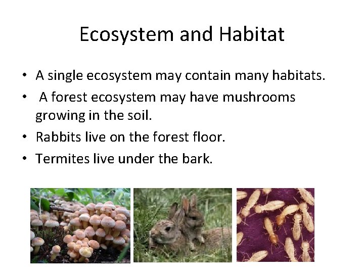 Ecosystem and Habitat • A single ecosystem may contain many habitats. • A forest