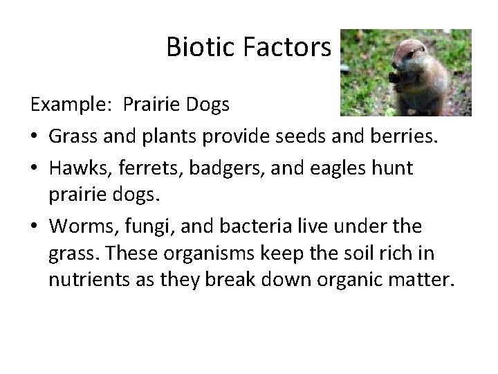 Biotic Factors Example: Prairie Dogs • Grass and plants provide seeds and berries. •