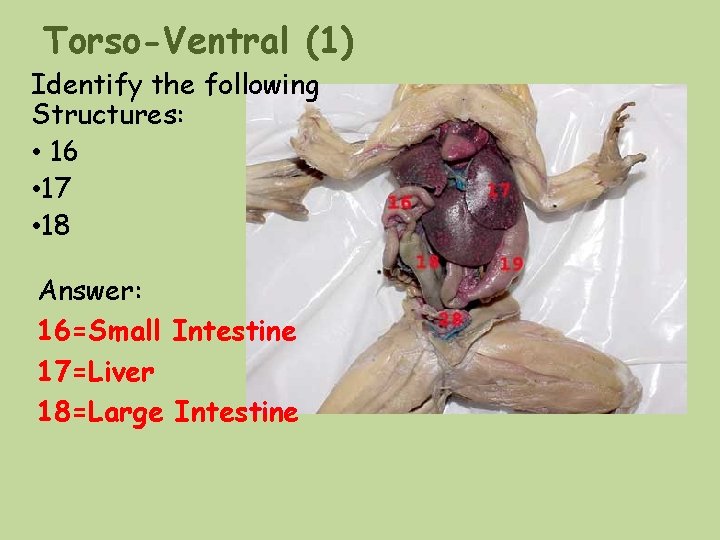 Torso-Ventral (1) Identify the following Structures: • 16 • 17 • 18 Answer: 16=Small Torso-Ventral (1) Identify the following Structures: • 16 • 17 • 18 Answer: 16=Small