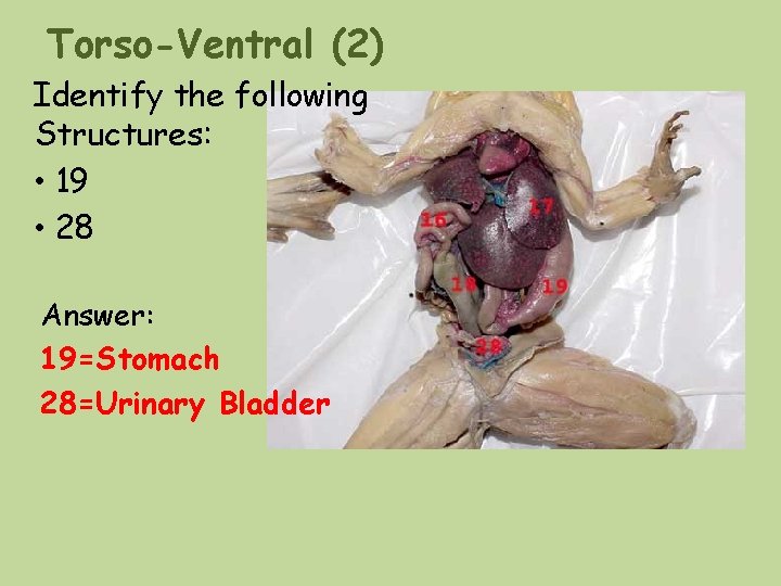 Torso-Ventral (2) Identify the following Structures: • 19 • 28 Answer: 19=Stomach 28=Urinary Bladder Torso-Ventral (2) Identify the following Structures: • 19 • 28 Answer: 19=Stomach 28=Urinary Bladder
