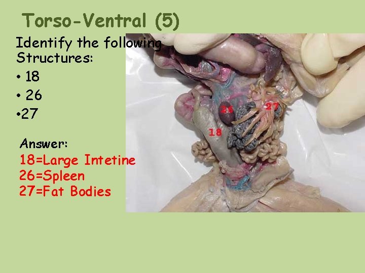 Torso-Ventral (5) Identify the following Structures: • 18 • 26 • 27 Answer: 18=Large Torso-Ventral (5) Identify the following Structures: • 18 • 26 • 27 Answer: 18=Large