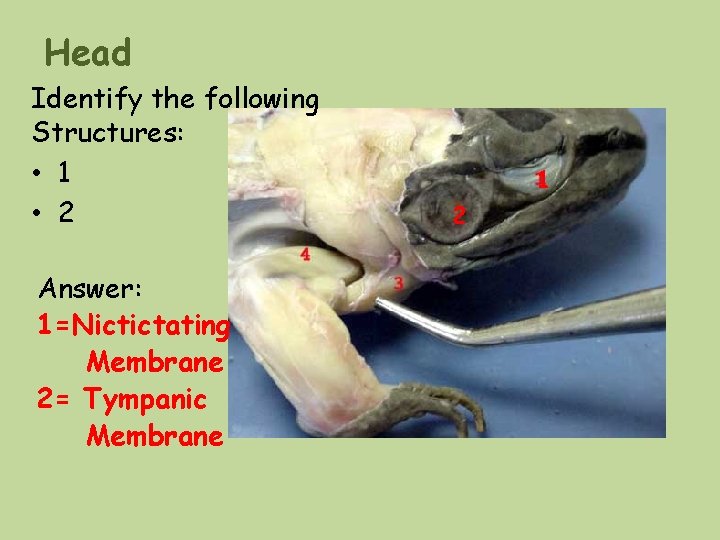 Head Identify the following Structures: • 1 • 2 Answer: 1=Nictictating Membrane 2= Tympanic Head Identify the following Structures: • 1 • 2 Answer: 1=Nictictating Membrane 2= Tympanic