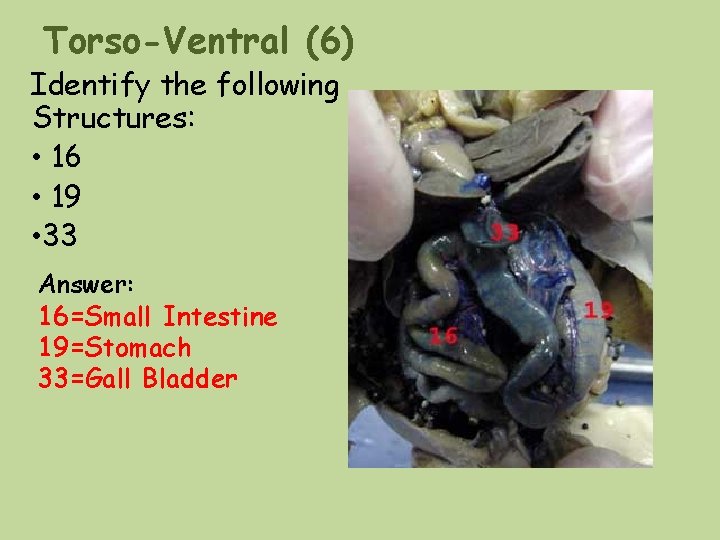 Torso-Ventral (6) Identify the following Structures: • 16 • 19 • 33 Answer: 16=Small Torso-Ventral (6) Identify the following Structures: • 16 • 19 • 33 Answer: 16=Small