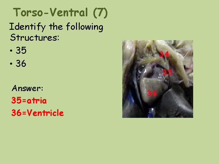 Torso-Ventral (7) Identify the following Structures: • 35 • 36 Answer: 35=atria 36=Ventricle Torso-Ventral (7) Identify the following Structures: • 35 • 36 Answer: 35=atria 36=Ventricle