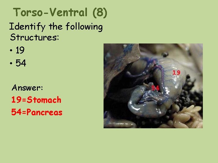 Torso-Ventral (8) Identify the following Structures: • 19 • 54 Answer: 19=Stomach 54=Pancreas Torso-Ventral (8) Identify the following Structures: • 19 • 54 Answer: 19=Stomach 54=Pancreas