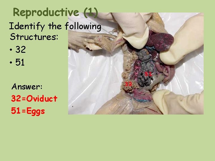 Reproductive (1) Identify the following Structures: • 32 • 51 Answer: 32=Oviduct 51=Eggs Reproductive (1) Identify the following Structures: • 32 • 51 Answer: 32=Oviduct 51=Eggs