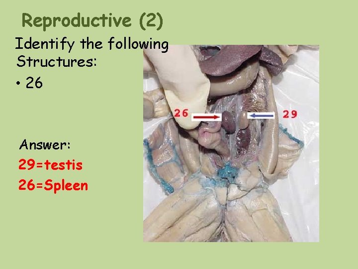 Reproductive (2) Identify the following Structures: • 26 Answer: 29=testis 26=Spleen Reproductive (2) Identify the following Structures: • 26 Answer: 29=testis 26=Spleen