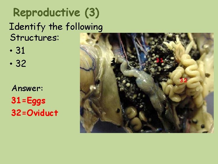 Reproductive (3) Identify the following Structures: • 31 • 32 Answer: 31=Eggs 32=Oviduct Reproductive (3) Identify the following Structures: • 31 • 32 Answer: 31=Eggs 32=Oviduct