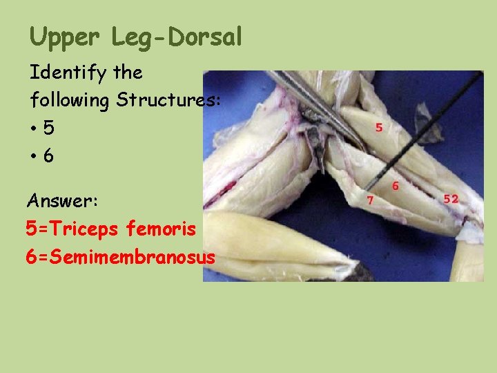 Upper Leg-Dorsal Identify the following Structures: • 5 • 6 Answer: 5=Triceps femoris 6=Semimembranosus Upper Leg-Dorsal Identify the following Structures: • 5 • 6 Answer: 5=Triceps femoris 6=Semimembranosus