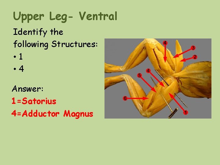 Upper Leg- Ventral Identify the following Structures: • 1 • 4 Answer: 1=Satorius 4=Adductor Upper Leg- Ventral Identify the following Structures: • 1 • 4 Answer: 1=Satorius 4=Adductor