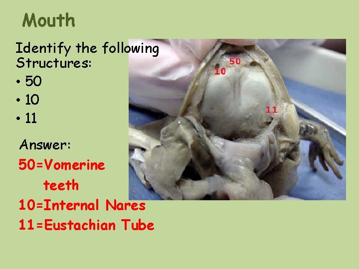 Mouth Identify the following Structures: • 50 • 11 Answer: 50=Vomerine teeth 10=Internal Nares Mouth Identify the following Structures: • 50 • 11 Answer: 50=Vomerine teeth 10=Internal Nares