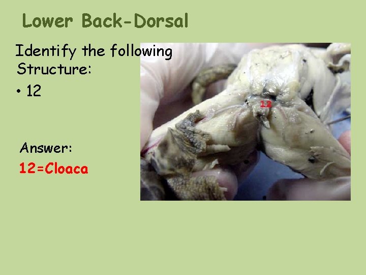 Lower Back-Dorsal Identify the following Structure: • 12 Answer: 12=Cloaca Lower Back-Dorsal Identify the following Structure: • 12 Answer: 12=Cloaca