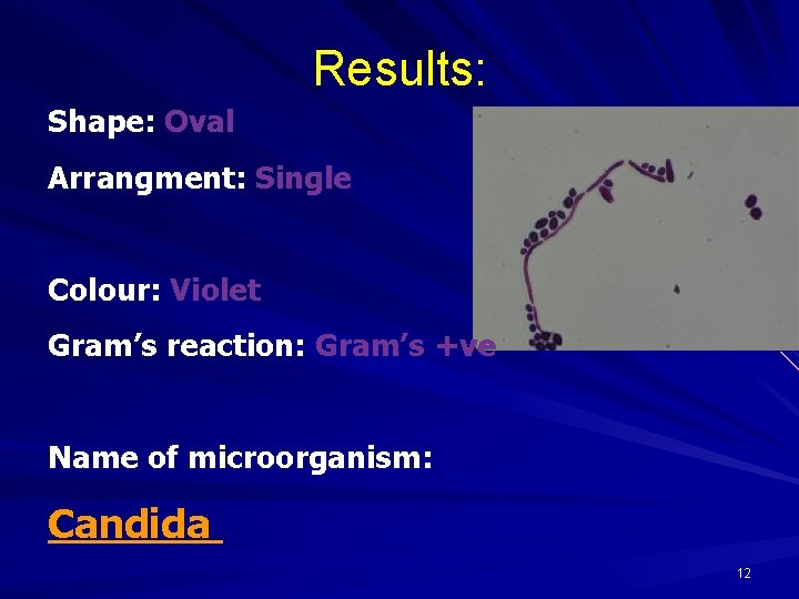 Results: Shape: Oval Arrangment: Single Colour: Violet Gram’s reaction: Gram’s +ve Name of microorganism: